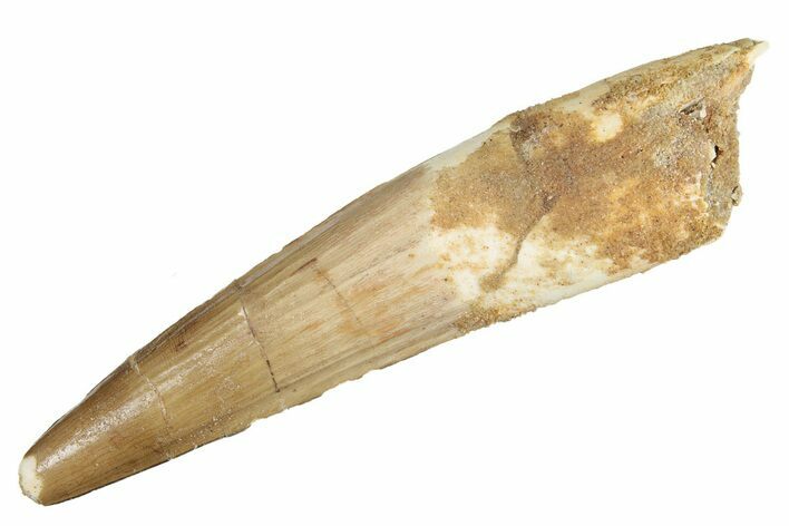 Fossil Spinosaurus Tooth - Real Dinosaur Tooth #264821